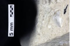 Foto (Detailansicht) von Brachyura indet. (NHMW-GEO-1990-0041-0180d)